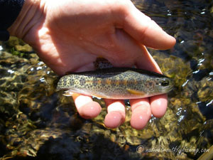 Native Trout Fly Fishing