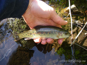 Native Trout Fly Fishing