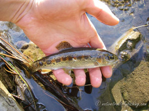 Native Trout Fly Fishing