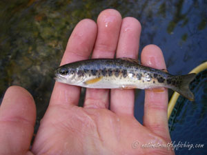 Native Trout Fly Fishing