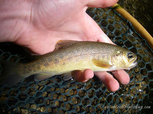 Native Trout Fly Fishing