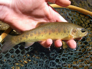 Native Trout Fly Fishing