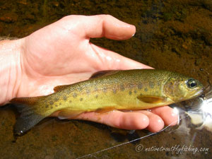 Native Trout Fly Fishing