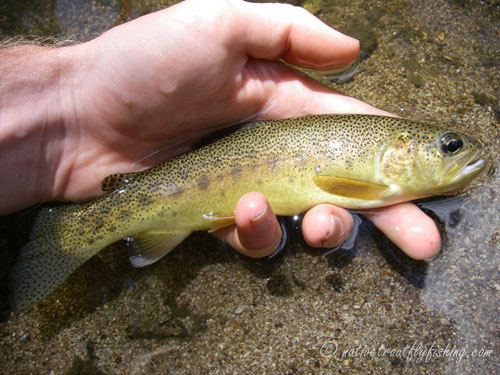 Native Trout Fly Fishing