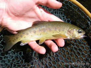 Native Trout Fly Fishing