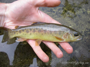 Native Trout Fly Fishing