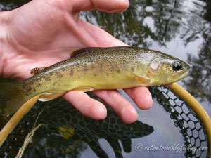 Native Trout Fly Fishing