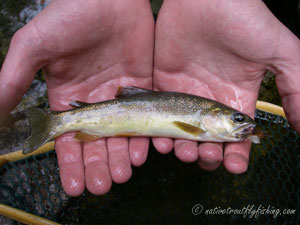 Native Trout Fly Fishing