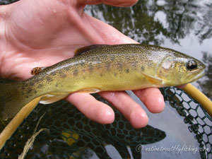 Native Trout Fly Fishing