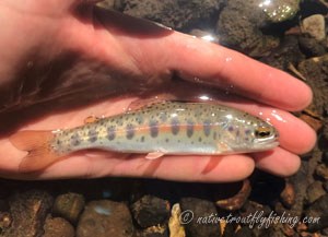 Native Trout Fly Fishing