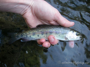 Native Trout Fly Fishing