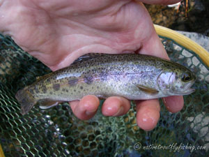 Native Trout Fly Fishing