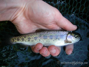 Native Trout Fly Fishing