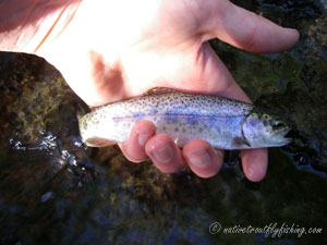 Native Trout Fly Fishing