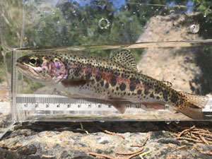 Native Trout Fly Fishing