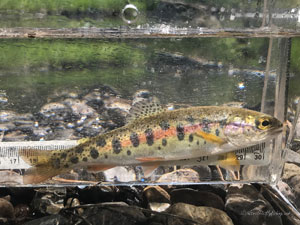 Native Trout Fly Fishing