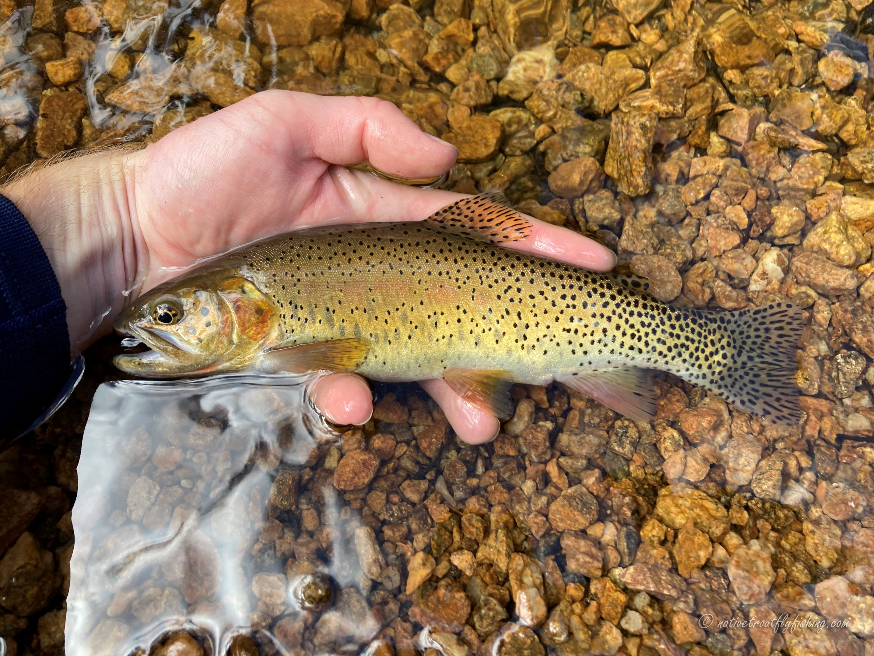 Native Trout Fly Fishing: Greenback Cutthroat Trout