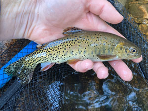 Native Trout Fly Fishing