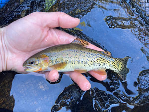 Native Trout Fly Fishing