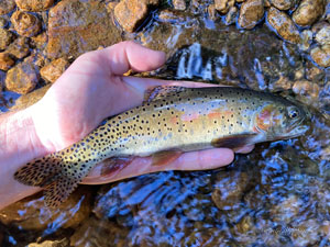 Native Trout Fly Fishing