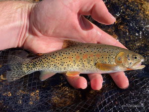 Native Trout Fly Fishing