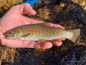 Native Trout Fly Fishing