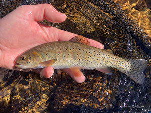 Native Trout Fly Fishing