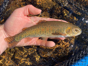 Native Trout Fly Fishing