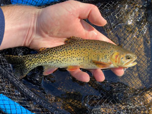 Native Trout Fly Fishing