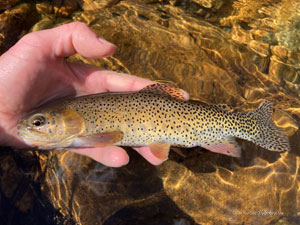 Native Trout Fly Fishing