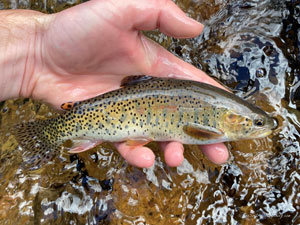 Native Trout Fly Fishing