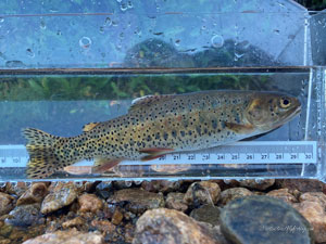 Native Trout Fly Fishing