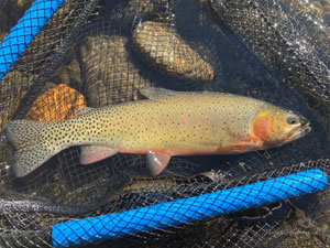 Native Trout Fly Fishing: Trout and Salmon Species
