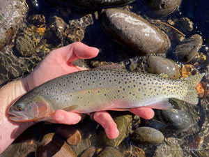 Native Trout Fly Fishing