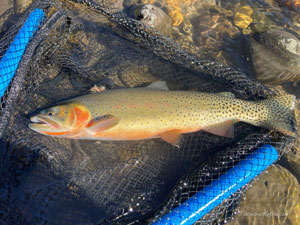 Native Trout Fly Fishing