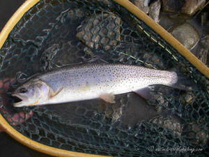 Native Trout Fly Fishing