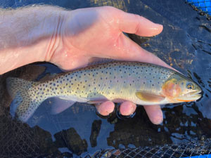 Native Trout Fly Fishing