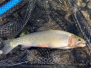 Native Trout Fly Fishing