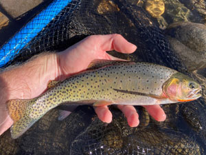 Native Trout Fly Fishing