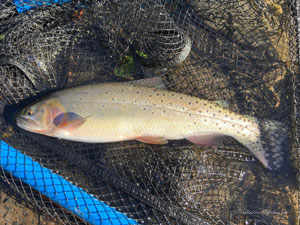 Native Trout Fly Fishing