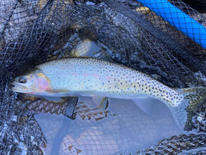 Native Trout Fly Fishing