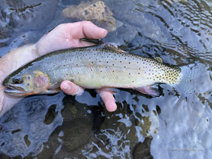 Native Trout Fly Fishing