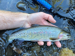 Native Trout Fly Fishing