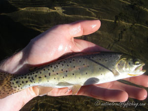 Native Trout Fly Fishing