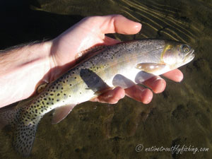 Native Trout Fly Fishing