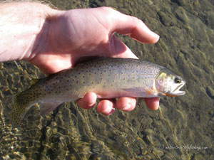 Native Trout Fly Fishing