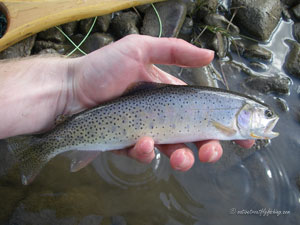 Native Trout Fly Fishing