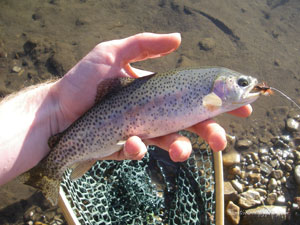 Native Trout Fly Fishing