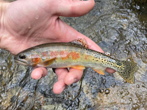 Native Trout Fly Fishing