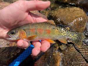 Native Trout Fly Fishing